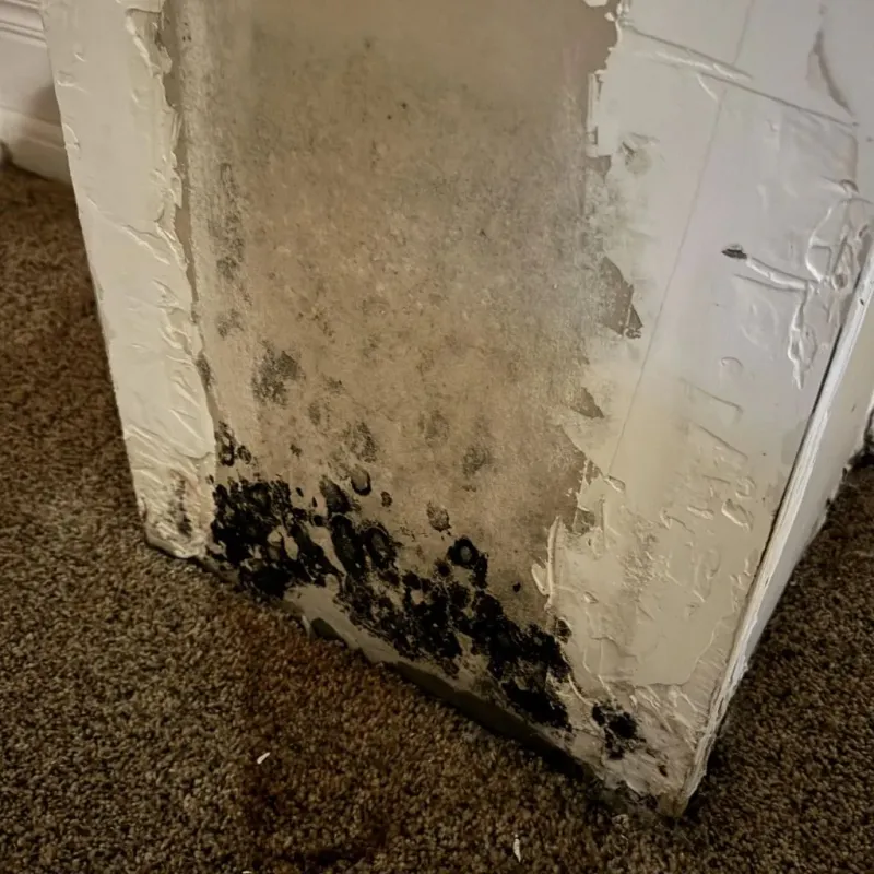 Professional Mold Removal in Suitland, MD